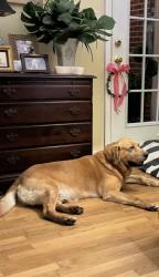 Lost Male Dog last seen Carolina Avenue, Gastonia, Gastonia, NC 28052