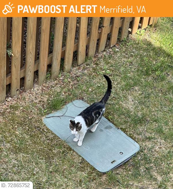 Found/Stray Unknown Cat last seen Hartland Road, Merrifield, VA 22042