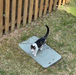 Found/Stray Unknown Cat last seen Hartland Road, Merrifield, VA 22042