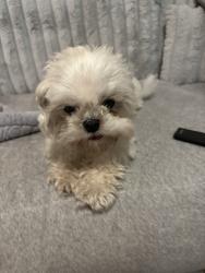 Lost Female Dog last seen Atlanta st and tagle st, Edinburg, TX 78541