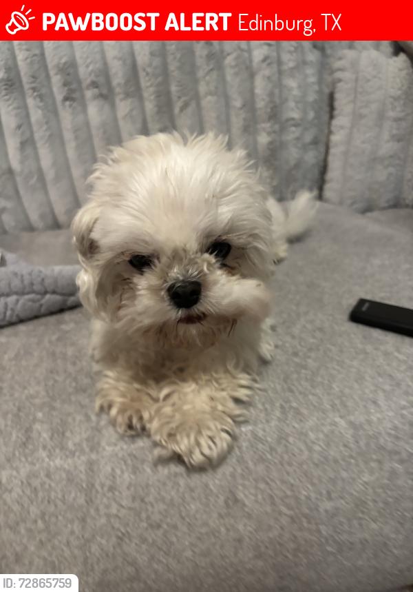 Lost Female Dog last seen Atlanta st and tagle st, Edinburg, TX 78541