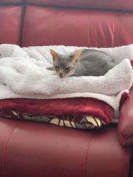 Lost Male Cat last seen Woodlands Walk, Fife, Scotland KY1 3ND