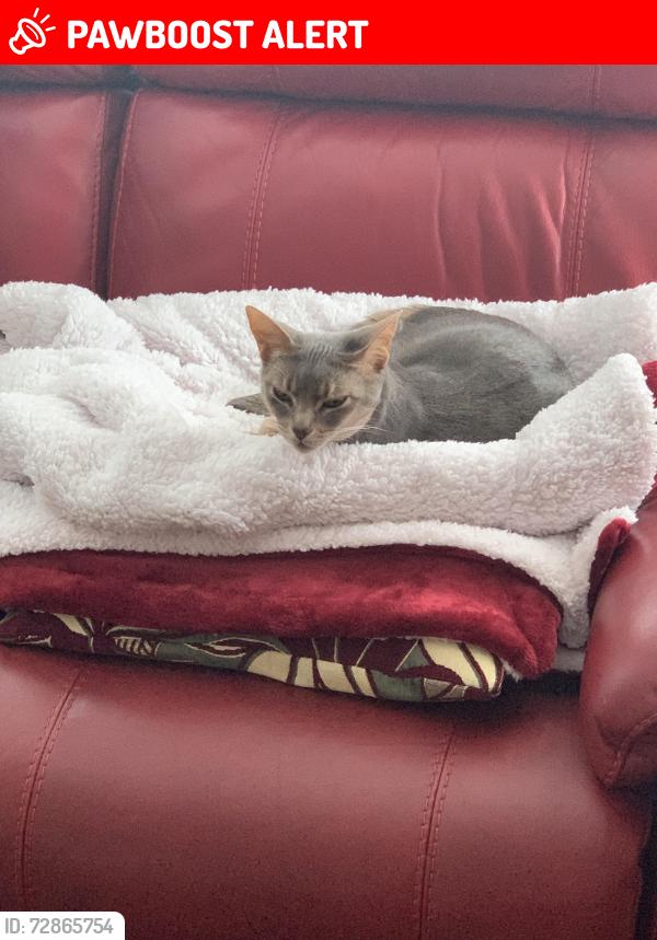 Lost Male Cat last seen Woodlands Walk, Fife, Scotland KY1 3ND