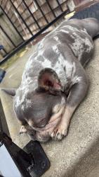 Lost Male Dog last seen Near Jasmine way , El Sobrante, CA 94803