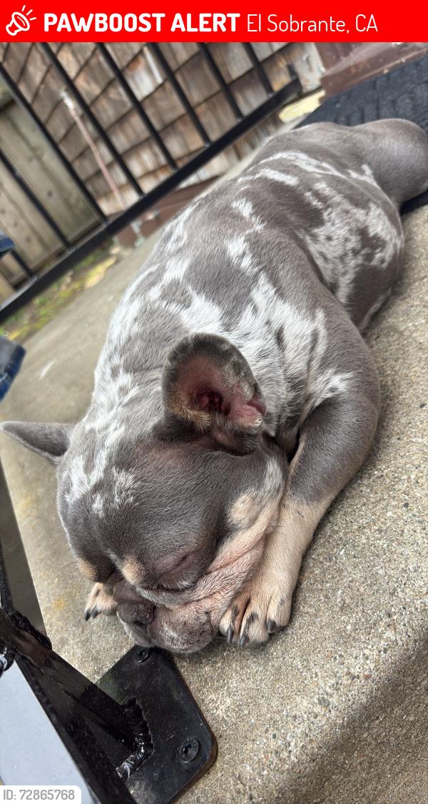 Lost Male Dog last seen Near Jasmine way , El Sobrante, CA 94803