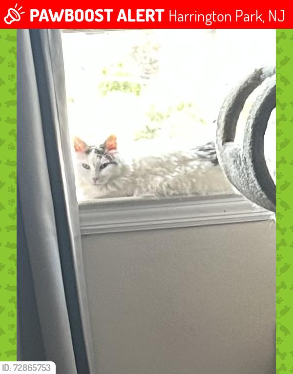 Lost Female Cat last seen LaRoche Ave and Martha Road Harrington Park, Harrington Park, NJ 07640