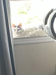 Lost Female Cat last seen LaRoche Ave and Martha Road Harrington Park, Harrington Park, NJ 07640