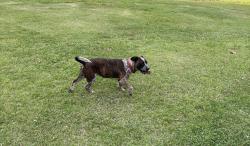 Found/Stray Unknown Dog last seen Old Dalton Rd and Beard Dr. NE, Rome, GA 30165