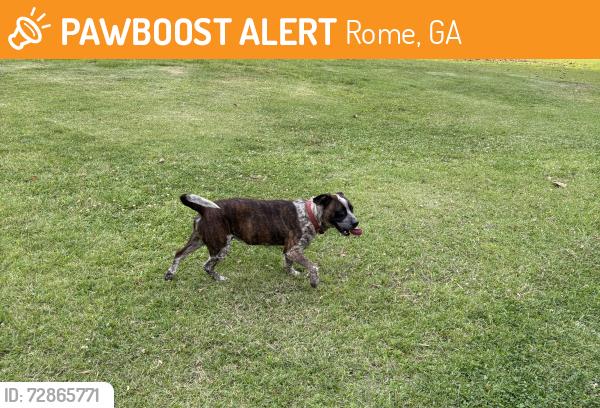 Found/Stray Unknown Dog last seen Old Dalton Rd and Beard Dr. NE, Rome, GA 30165