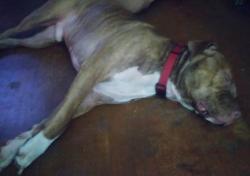 Lost Male Dog last seen West key st kannapolis nc, Kannapolis, NC 28081