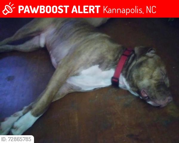 Lost Male Dog last seen West key st kannapolis nc, Kannapolis, NC 28081
