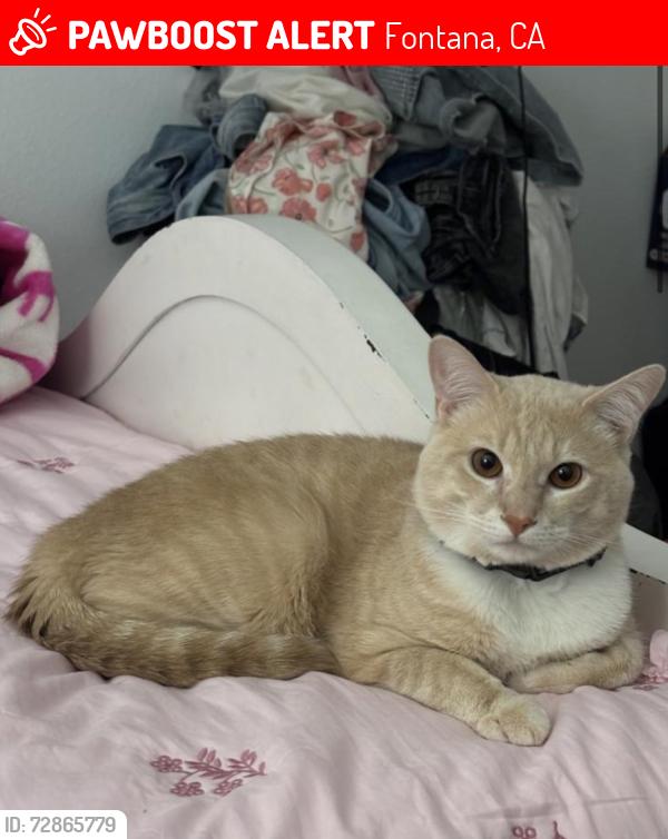 Lost Male Cat last seen Snowy peak lane, Fontana, CA 92336