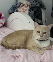 Lost Male Cat last seen Snowy peak lane, Fontana, CA 92336