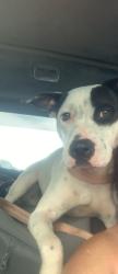 Found/Stray Female Dog last seen Mims, Mims, FL 32754