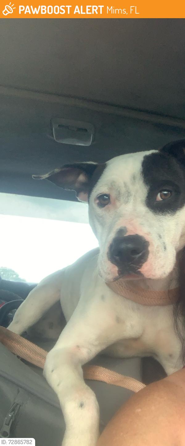 Found/Stray Female Dog last seen Mims, Mims, FL 32754