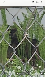 Found/Stray Unknown Cat last seen Black hawk, Green Bay, WI 54301