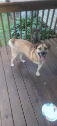 Found/Stray Male Dog last seen Union Grove rd and Tutterow , Iredell County, NC 28689