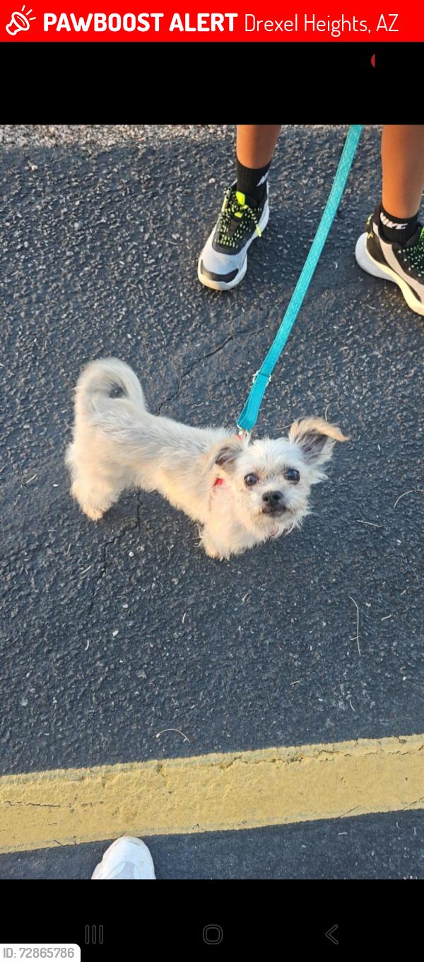 Lost Female Dog last seen Valencia and cardinal, Drexel Heights, AZ 85746