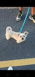 Lost Female Dog last seen Valencia and cardinal, Drexel Heights, AZ 85746
