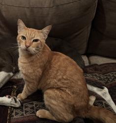 Lost Male Cat last seen 40th and Lewis ln, Austin, TX 78756