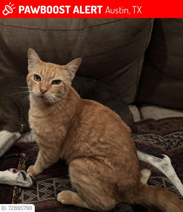 Lost Male Cat last seen 40th and Lewis ln, Austin, TX 78756