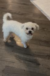 Found/Stray Male Dog last seen Ramsey Avenue, Dallas TX, 75216, Dallas, TX 75216