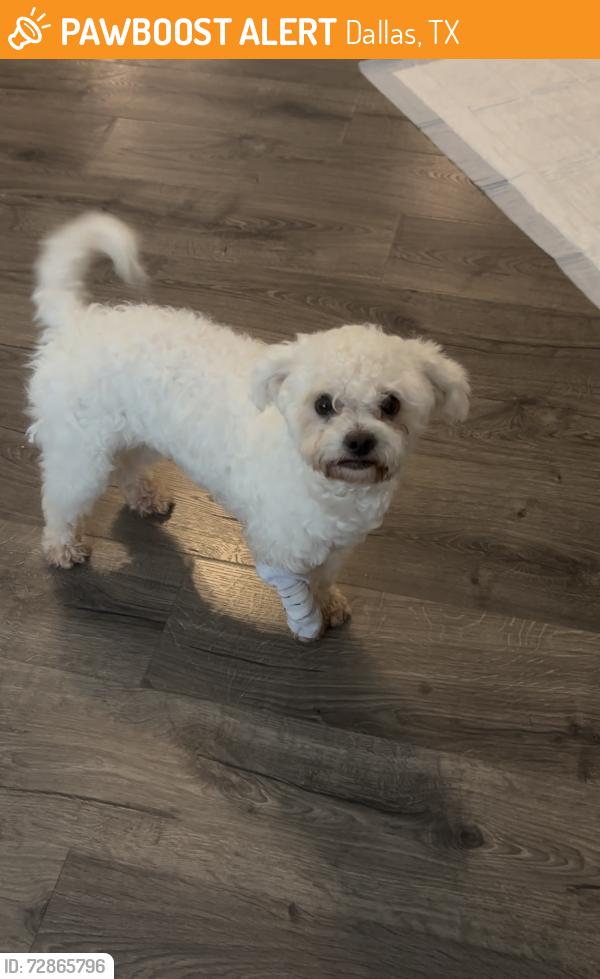 Found/Stray Male Dog last seen Ramsey Avenue, Dallas TX, 75216, Dallas, TX 75216