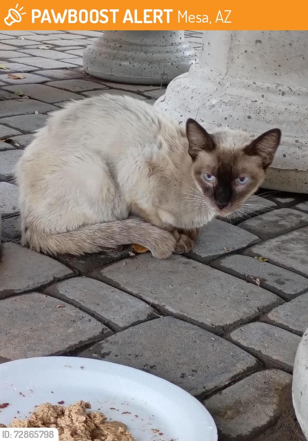 Found/Stray Unknown Cat last seen 6th Ave and Broadway , Mesa, AZ 85210