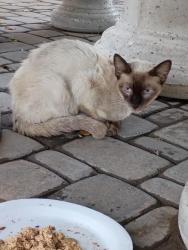 Found/Stray Unknown Cat last seen 6th Ave and Broadway , Mesa, AZ 85210