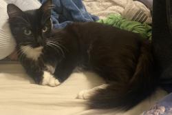Found/Stray Female Cat last seen apmts on Sarah Evans st, Edinburg, TX 78541