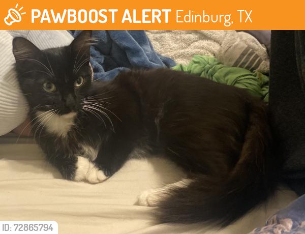 Found/Stray Female Cat last seen apmts on Sarah Evans st, Edinburg, TX 78541