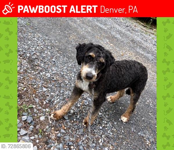Lost Female Dog last seen Near Egret Circle Denver Ps , Denver, PA 17517
