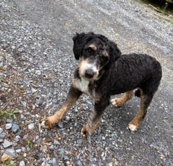 Lost Female Dog last seen Near Egret Circle Denver Ps , Denver, PA 17517
