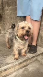 Found/Stray Male Dog last seen Jfk Bulivard and Bergen Ave, Jersey City, NJ 07305