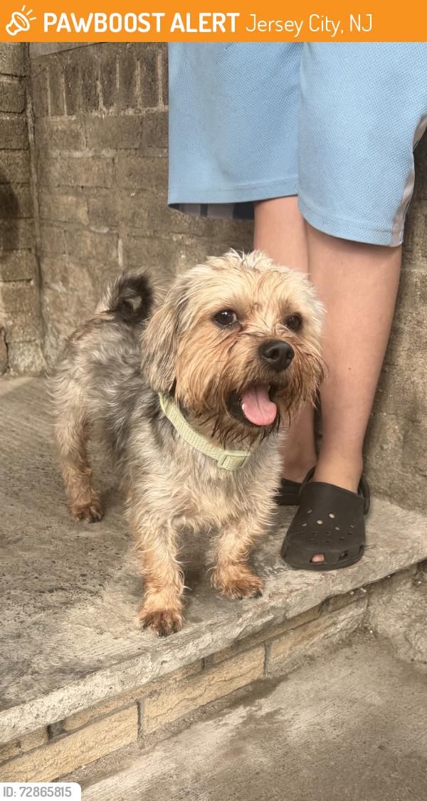 Found/Stray Male Dog last seen Jfk Bulivard and Bergen Ave, Jersey City, NJ 07305