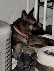 Found/Stray Female Dog last seen Military Trail and Flavor Pict, Delray Beach, FL 33447