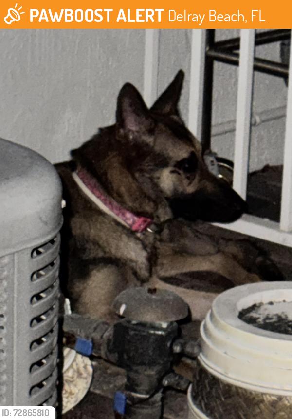 Found/Stray Female Dog last seen Military Trail and Flavor Pict, Delray Beach, FL 33447