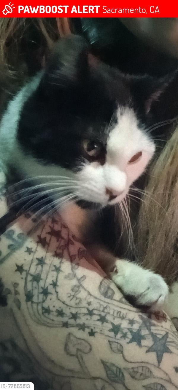 Lost Male Cat last seen Near seavey circle , Sacramento, CA 95818