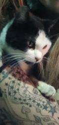 Lost Male Cat last seen Near seavey circle , Sacramento, CA 95818