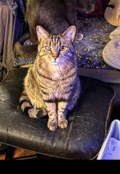Lost Male Cat last seen Broadway , Brooklyn, NY 11221