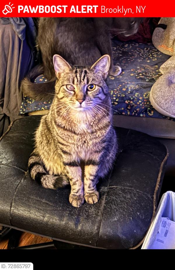 Lost Male Cat last seen Broadway , Brooklyn, NY 11221