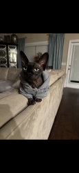 Reunited Male Cat last seen Lighthouse farms, Celina TX, Celina, TX 75009