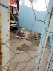 Found/Stray Female Dog last seen Parkdale recreation , Las Vegas, NV 89121