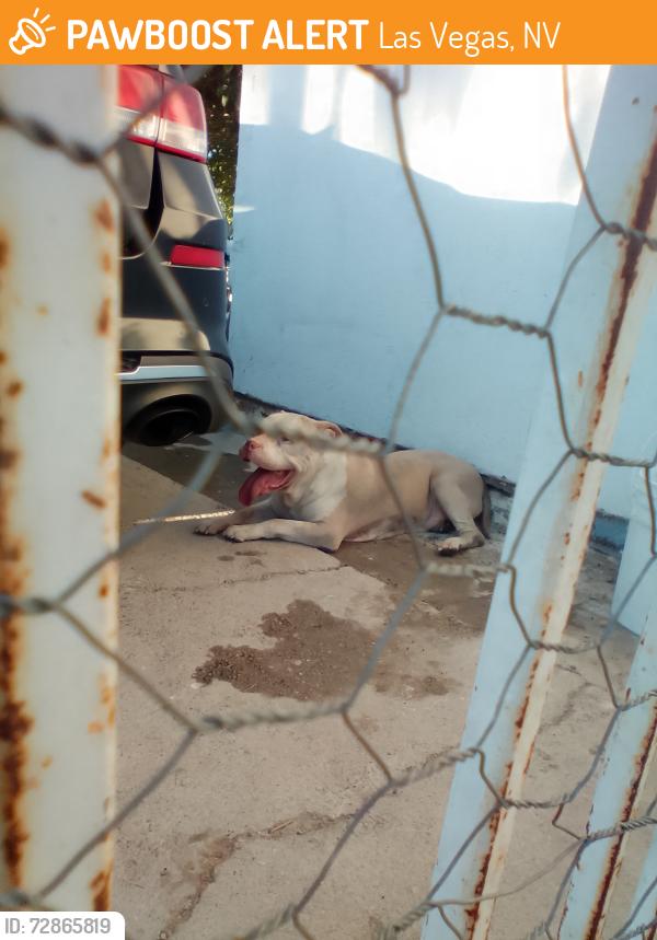 Found/Stray Female Dog last seen Parkdale recreation , Las Vegas, NV 89121