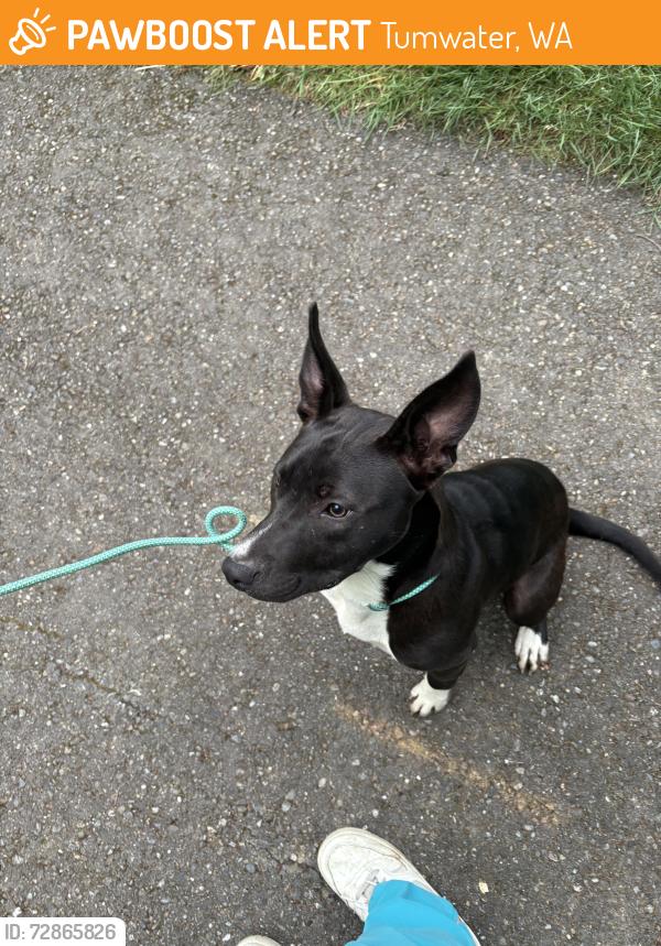 Found/Stray Female Dog last seen Some still dr sw, Tumwater, WA 98512