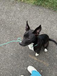 Found/Stray Female Dog last seen Some still dr sw, Tumwater, WA 98512