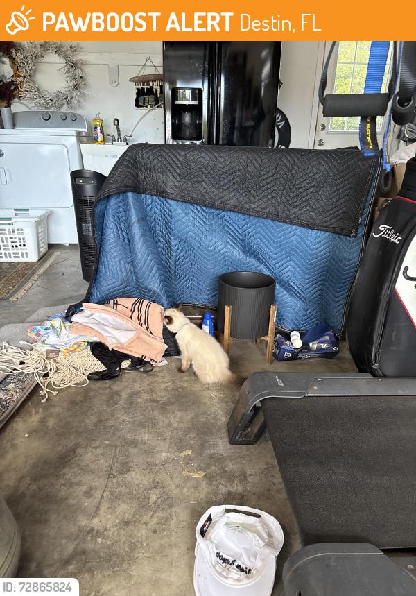 Found/Stray Unknown Cat last seen Spanish Moss Trail , Destin, FL 32541