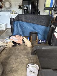 Found/Stray Unknown Cat last seen Spanish Moss Trail , Destin, FL 32541