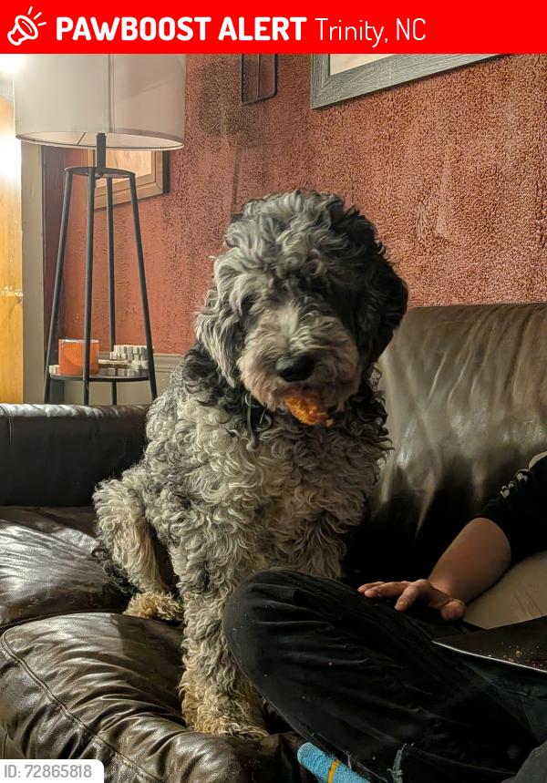 Lost Male Dog last seen Near Fuller Mill Rd N, Trinity, NC 27370
