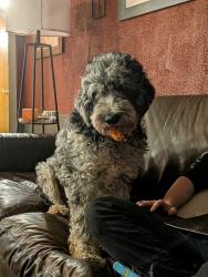 Lost Male Dog last seen Near Fuller Mill Rd N, Trinity, NC 27370